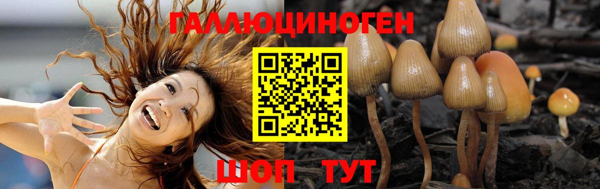 цена   Гуково  Псилоцибиновые грибы Cubensis 